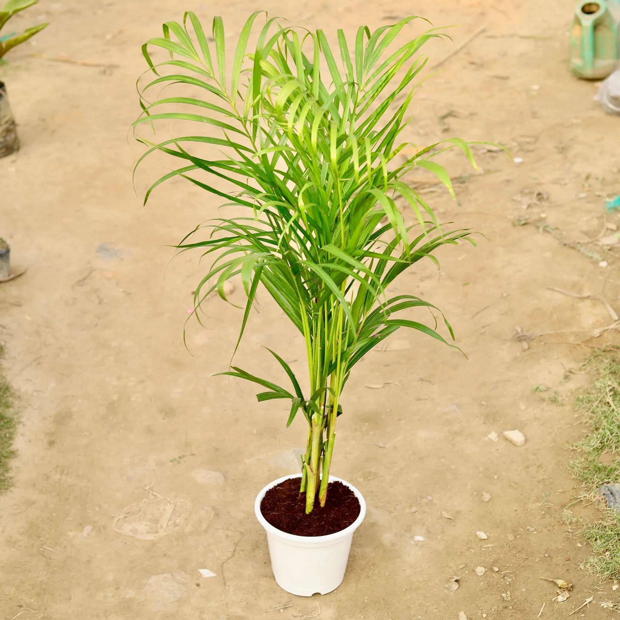 Areca Palm (~ 3 Ft) in 10 Inch White Nursery Pot