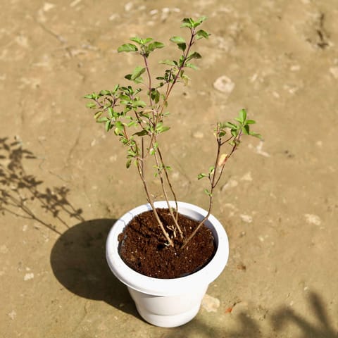 Shyama Tulsi in 8 Inch Classy White Plastic Pot