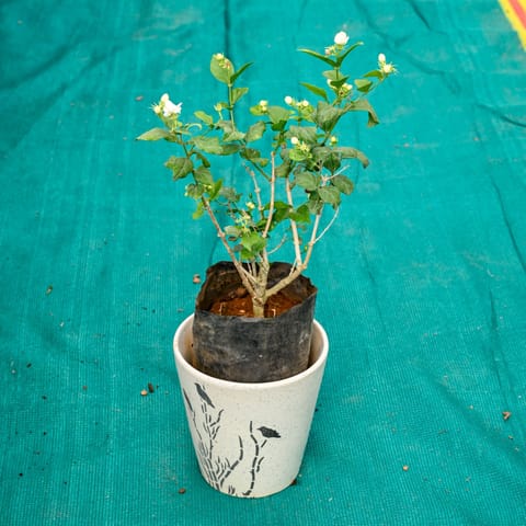 Mogra / Jasmine (Any Colour) in 7 Inch Wild Bloom Cup Style Ceramic Pot (Any Colour)