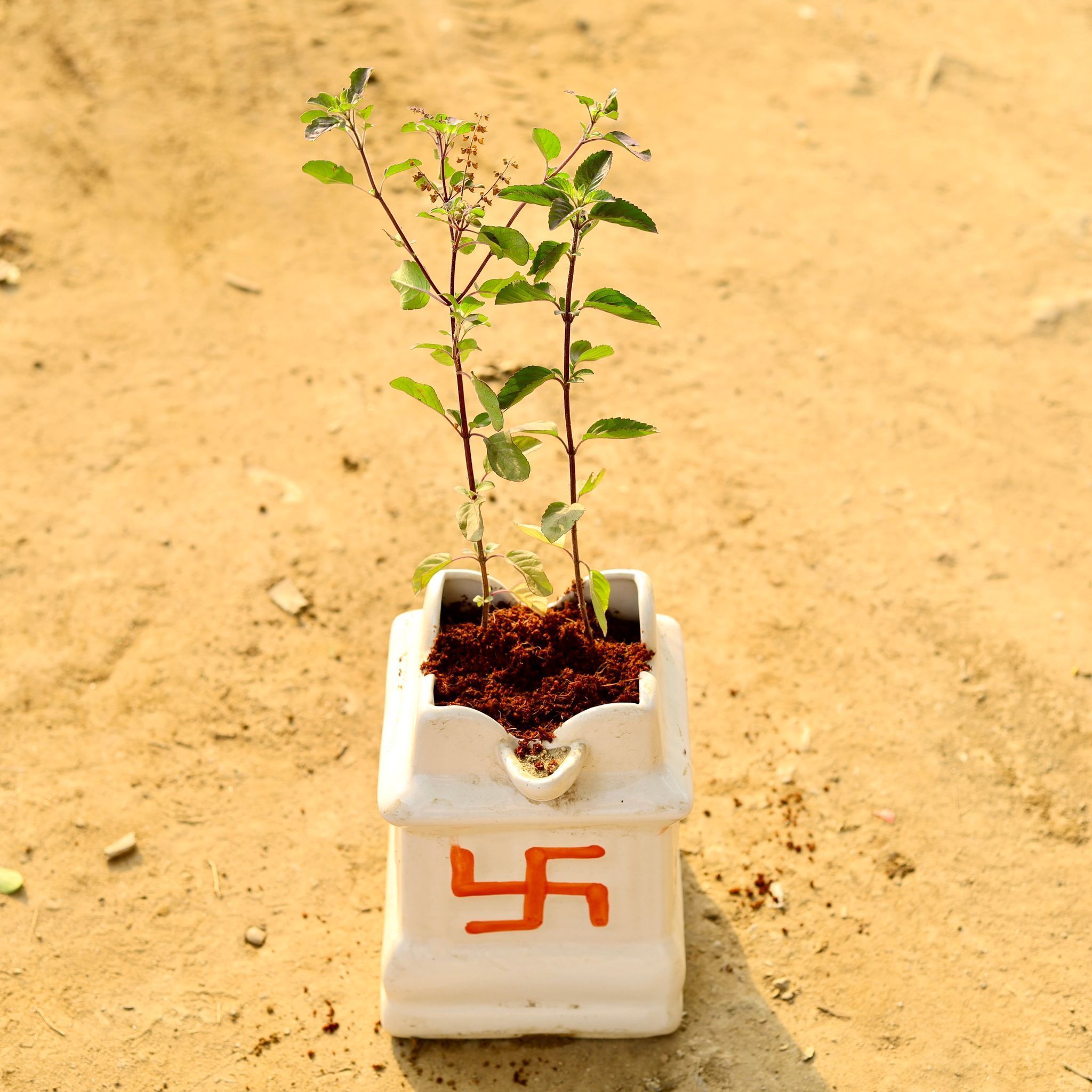 Shyama Tulsi in 8 Inch White Tulsi Ceramic Pot