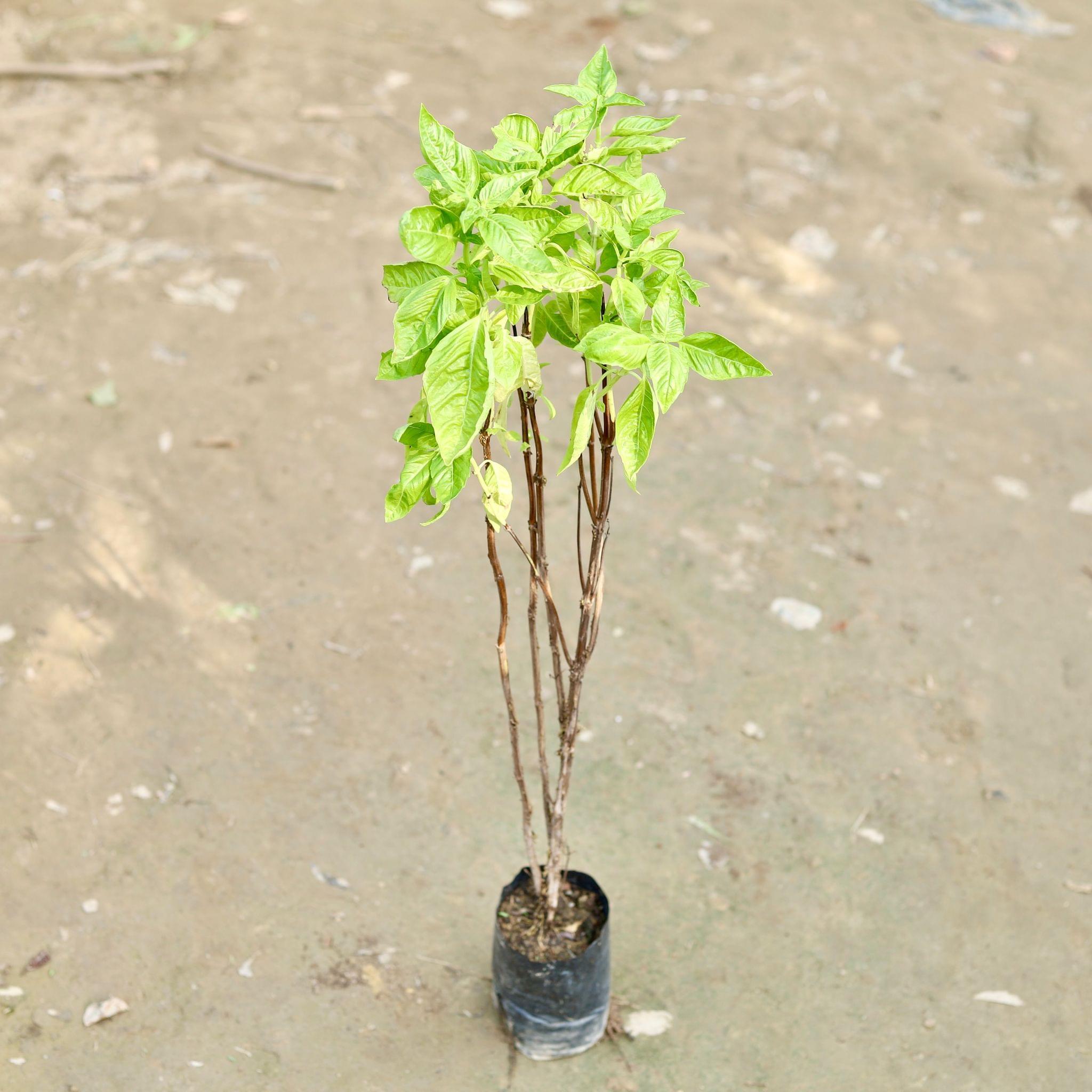 Sweet Basil / Marwa Tulsi in 4 Inch Nursery Bag
