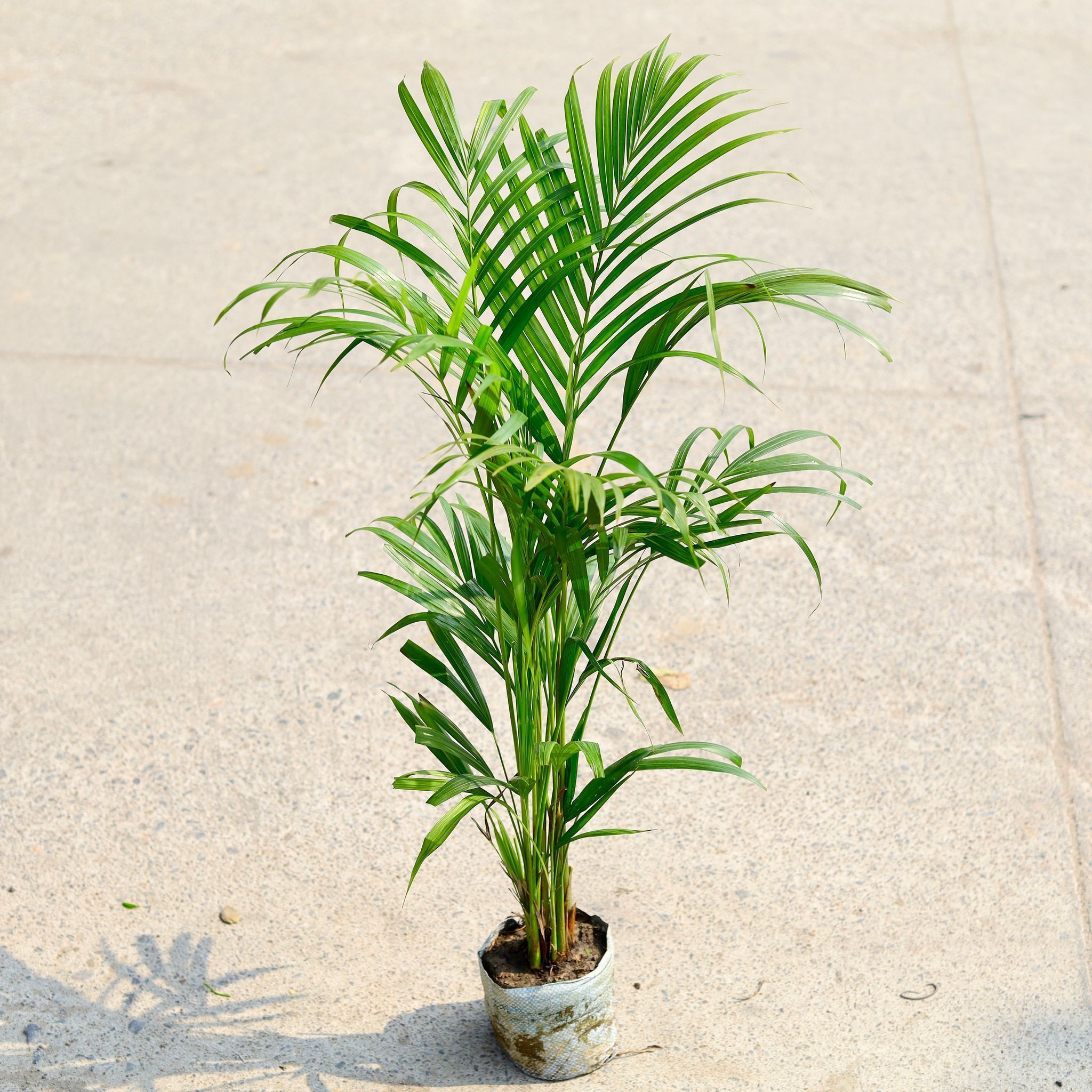 Areca Palm in 4 Inch Nursery Bag