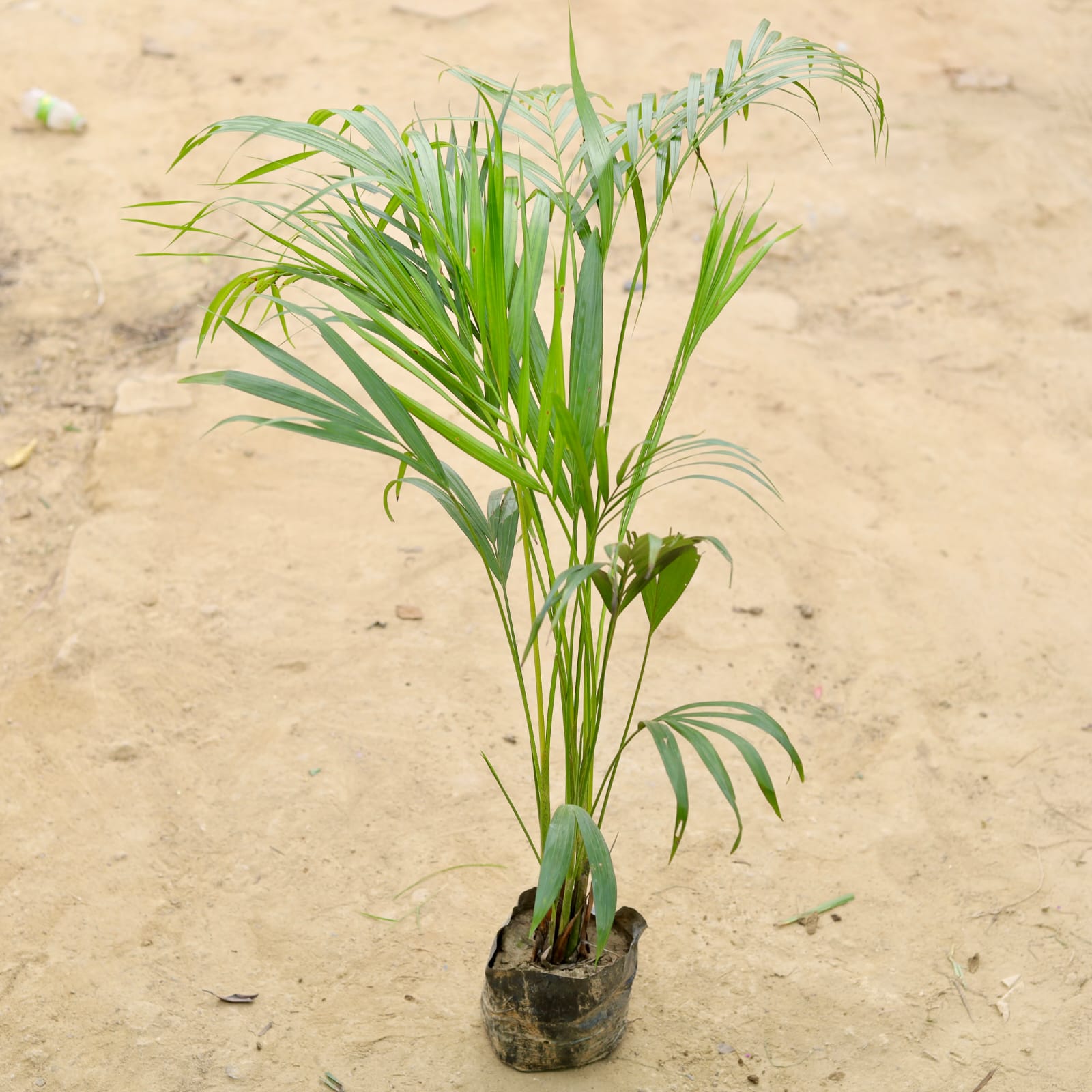 Areca palm (~ 2 - 2.5 ft) in 4 Inch Nursery Bag