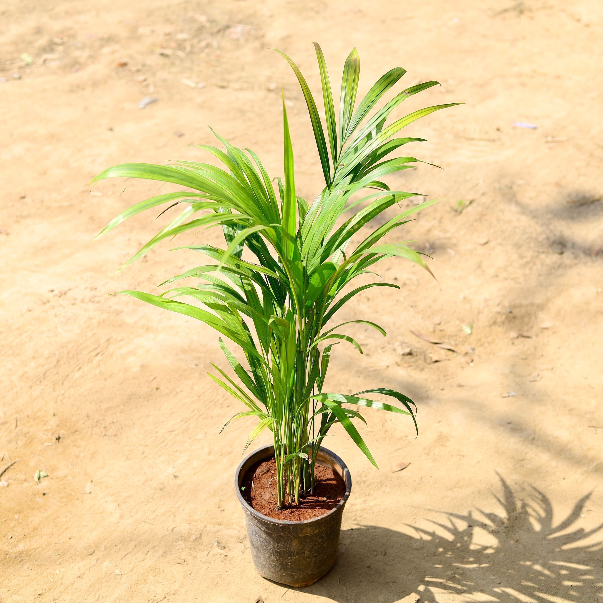 Areca Palm (~2 ft) in 6 Inch Nursery Pot