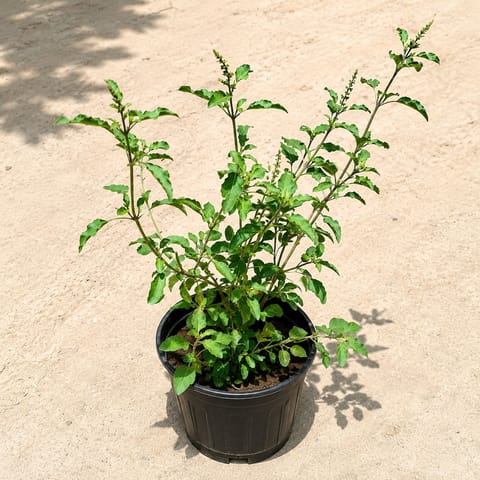 Tulsi in 6 Inch Nursery Pot