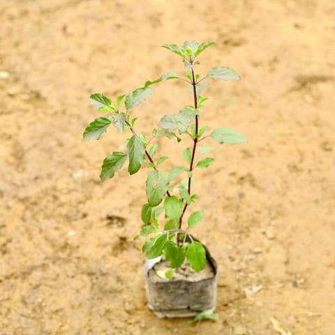 Shyama Tulsi in 5 Inch Nursery Bag