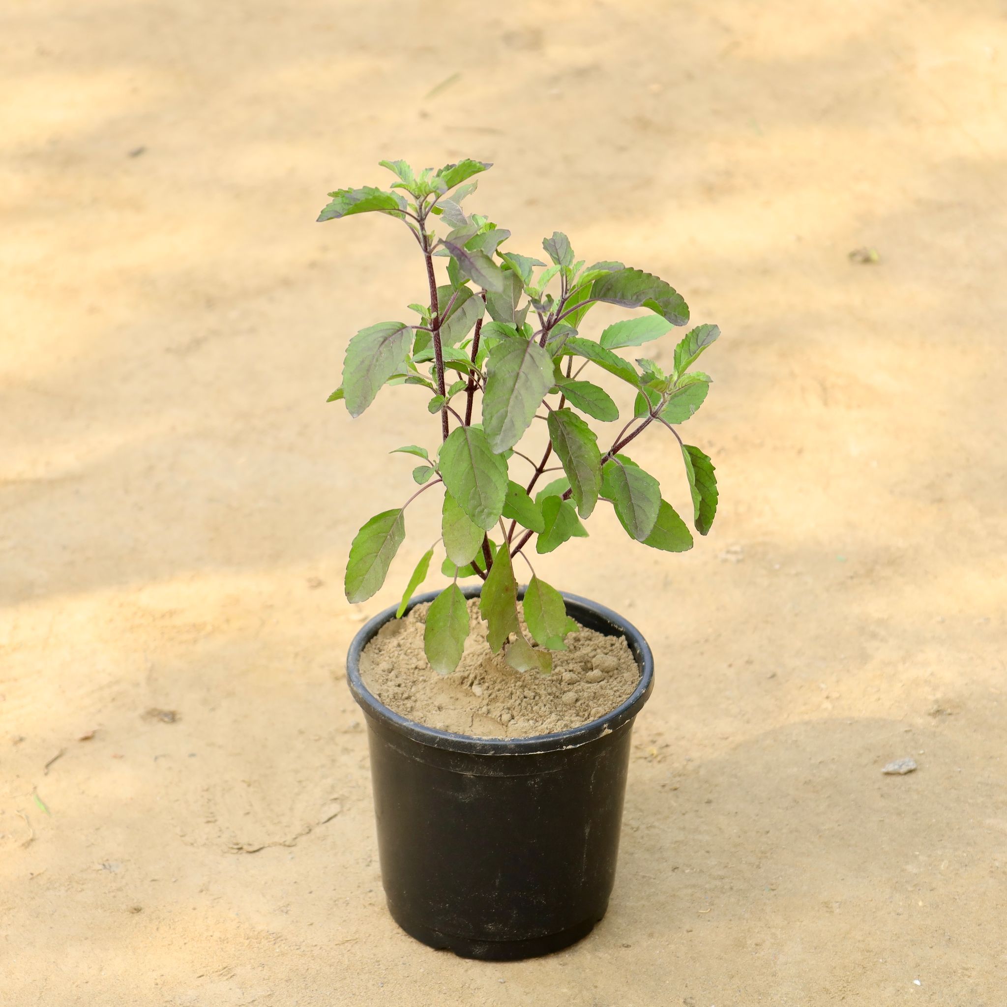 Shyama Tulsi in 6 Inch Nursery Bag
