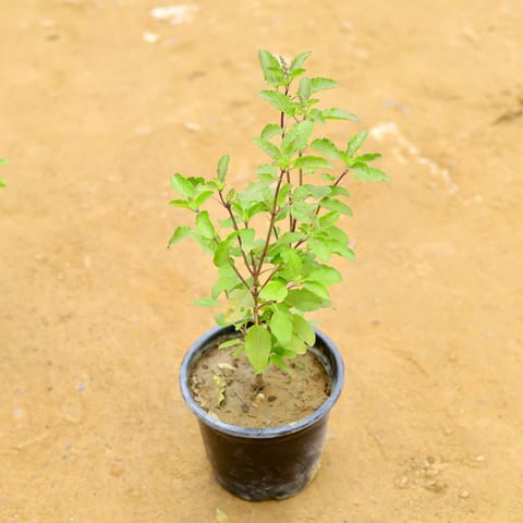Shyama Tulsi in 6 Inch Nursery Pot