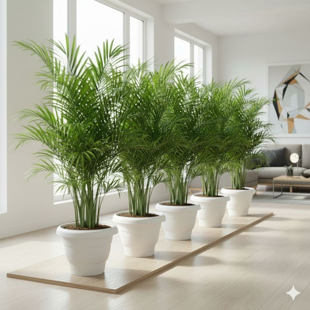 Set of 5 - Areca Palm (~ 4 Ft) in 12 Inch White Classy Plastic Pot
