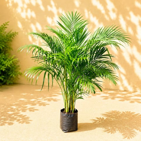 Areca Palm (~ 4 Ft) in 8 Inch Nursery Bag