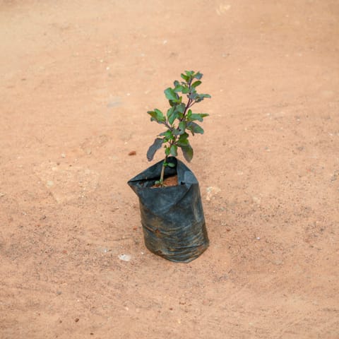 Shyama Tulsi in 3 Inch Nursery Bag