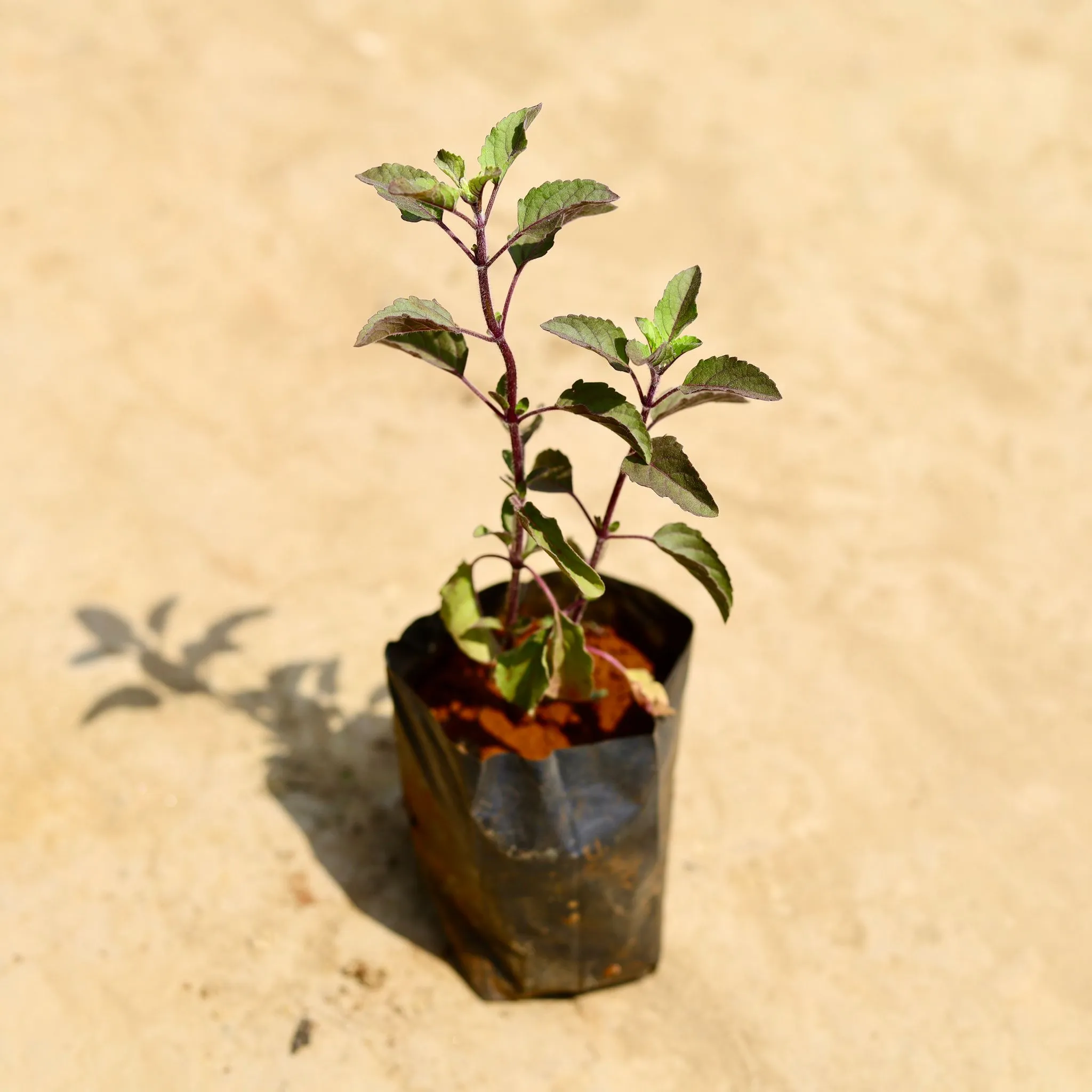Shyama Tulsi in 4 Inch Nursery Bag