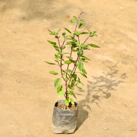 Shyama Tulsi in 4 Inch Nursery Bag