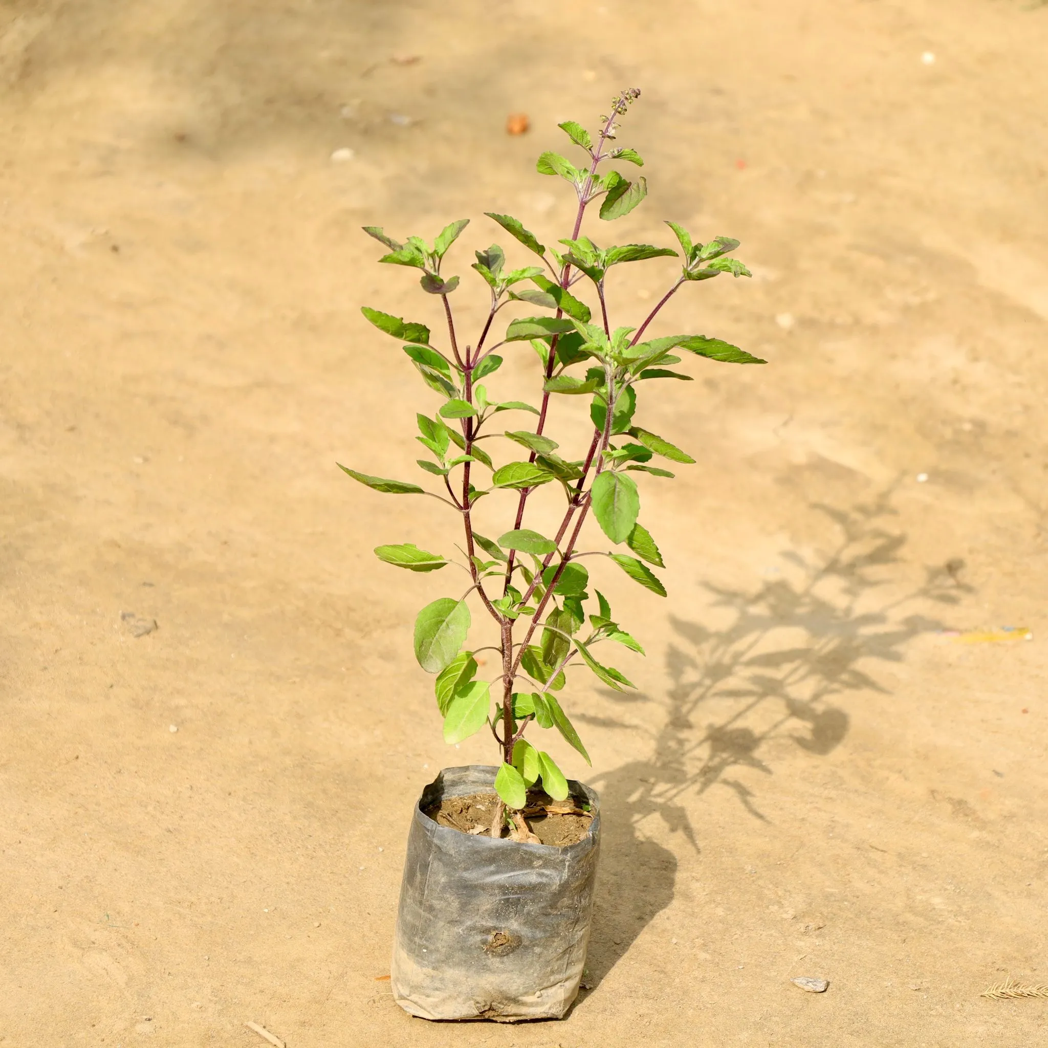 Shyama Tulsi in 4 Inch Nursery Bag