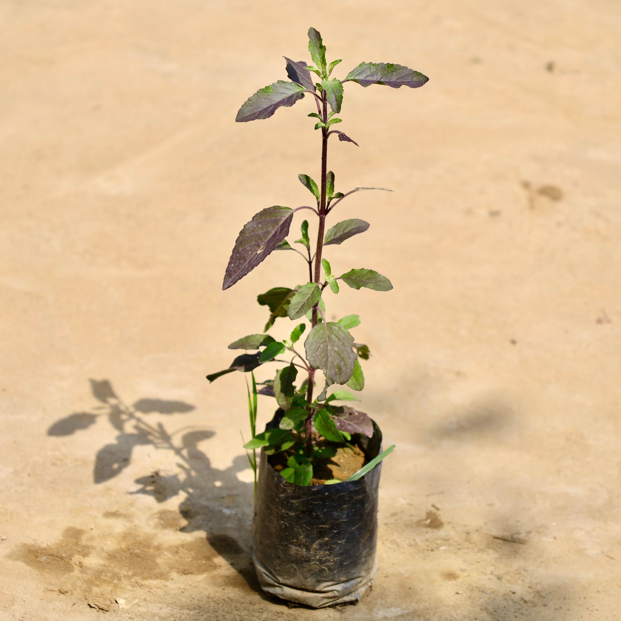 Shyama Tulsi in 4 Inch Nursery Bag