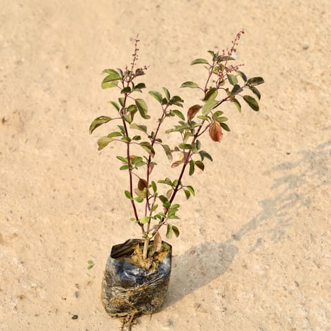 Shyama Tulsi in 4 Inch Nursery Bag