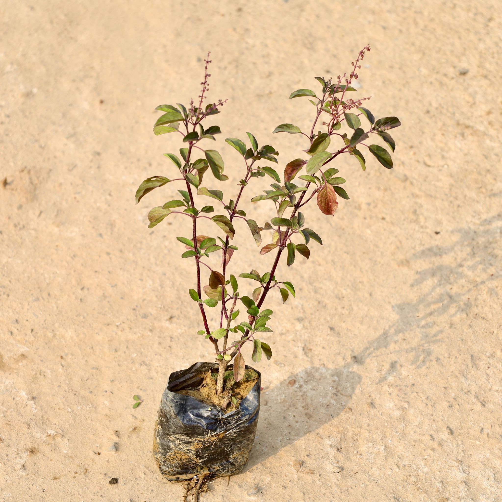 Shyama Tulsi in 4 Inch Nursery Bag