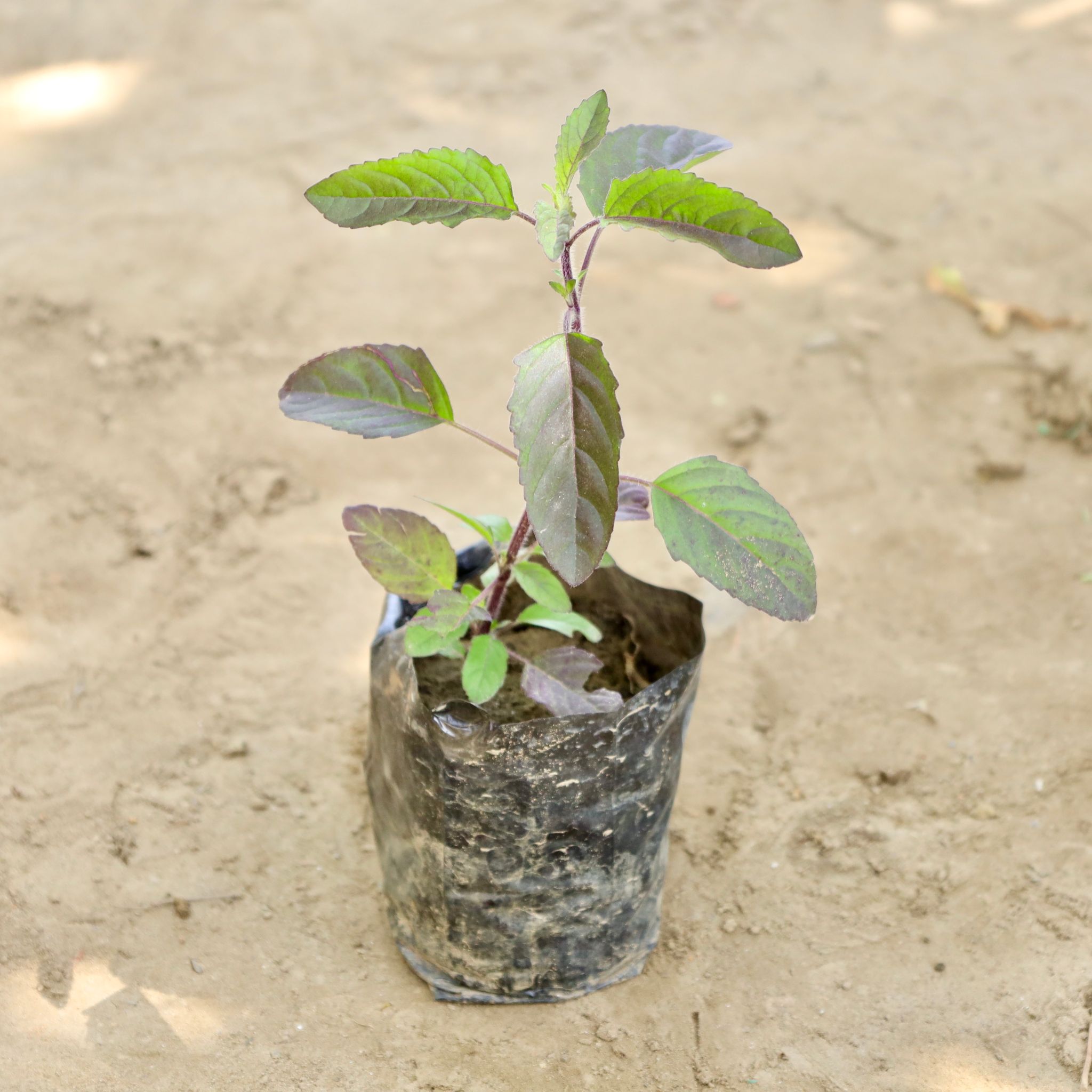 Shyama Tulsi in 4 Inch Nursery bag