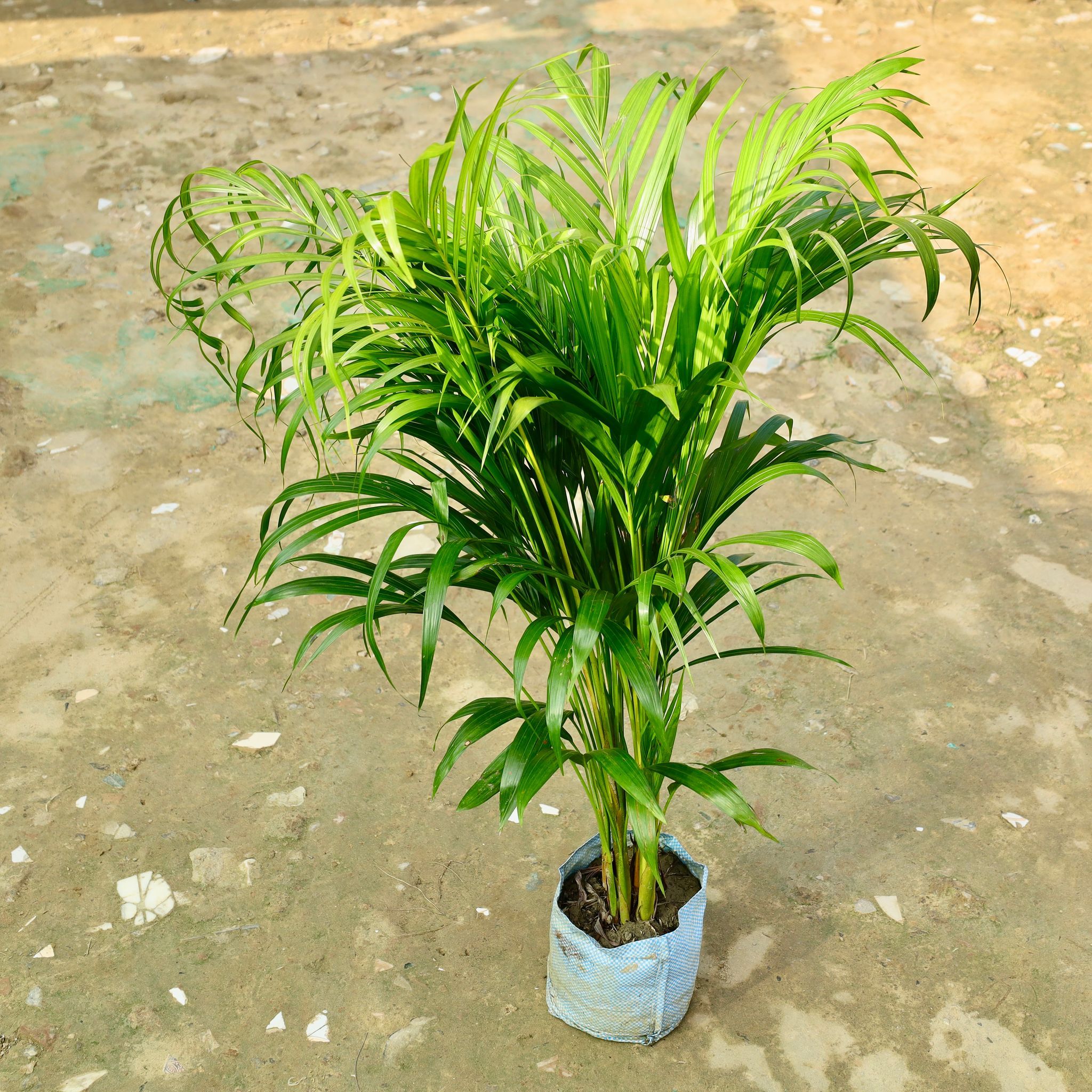 Areca Palm (3.5 Ft) in 6 Inch Nursery Bag