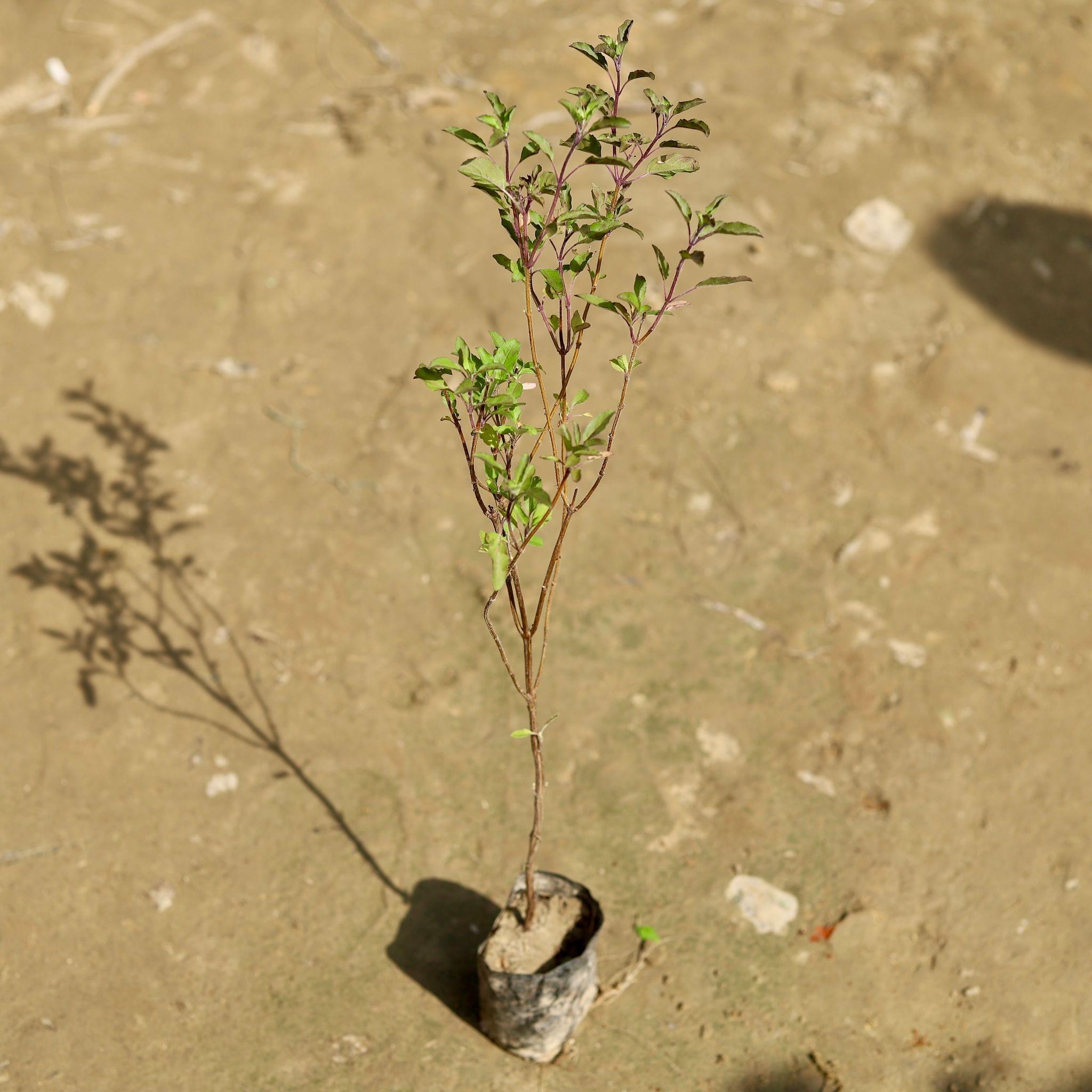 Shyama Tulsi in 4 Inch Nursery Bag