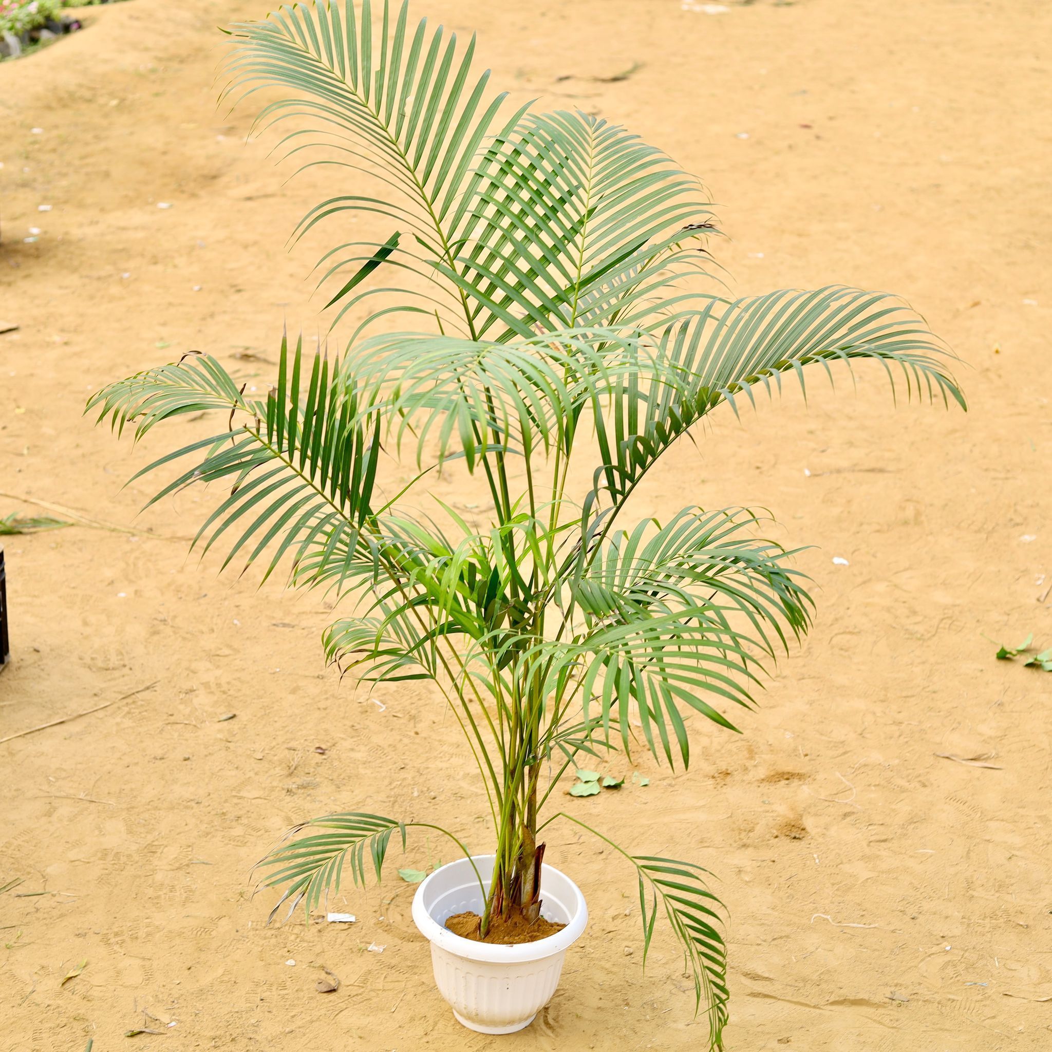 Areca Palm (~ 3.5 Ft) Bushy in 12 Inch White Olive Plastic Pot