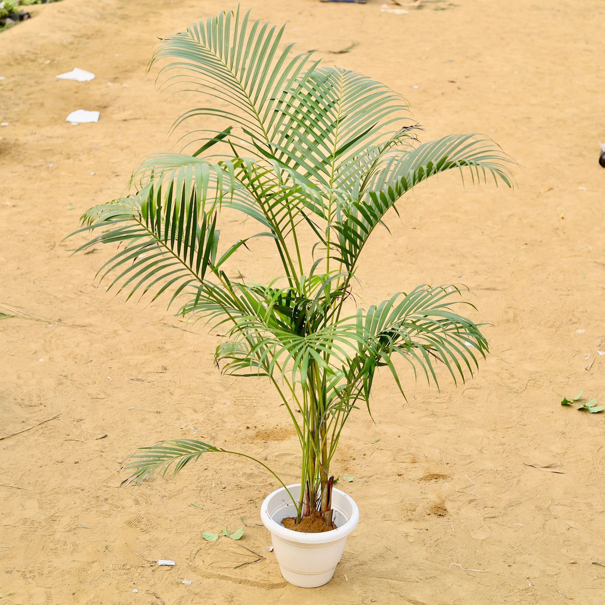 Areca Palm (~ 3.5 Ft) Bushy in 12 Inch White Classy Plastic Pot