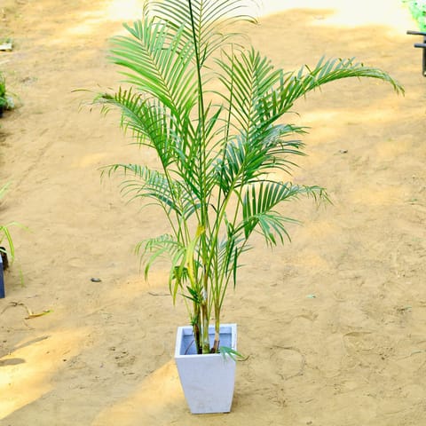 Areca (~ 4 Ft) in 18 X 12 Inch White Premium Blaze Fiberglass Planter