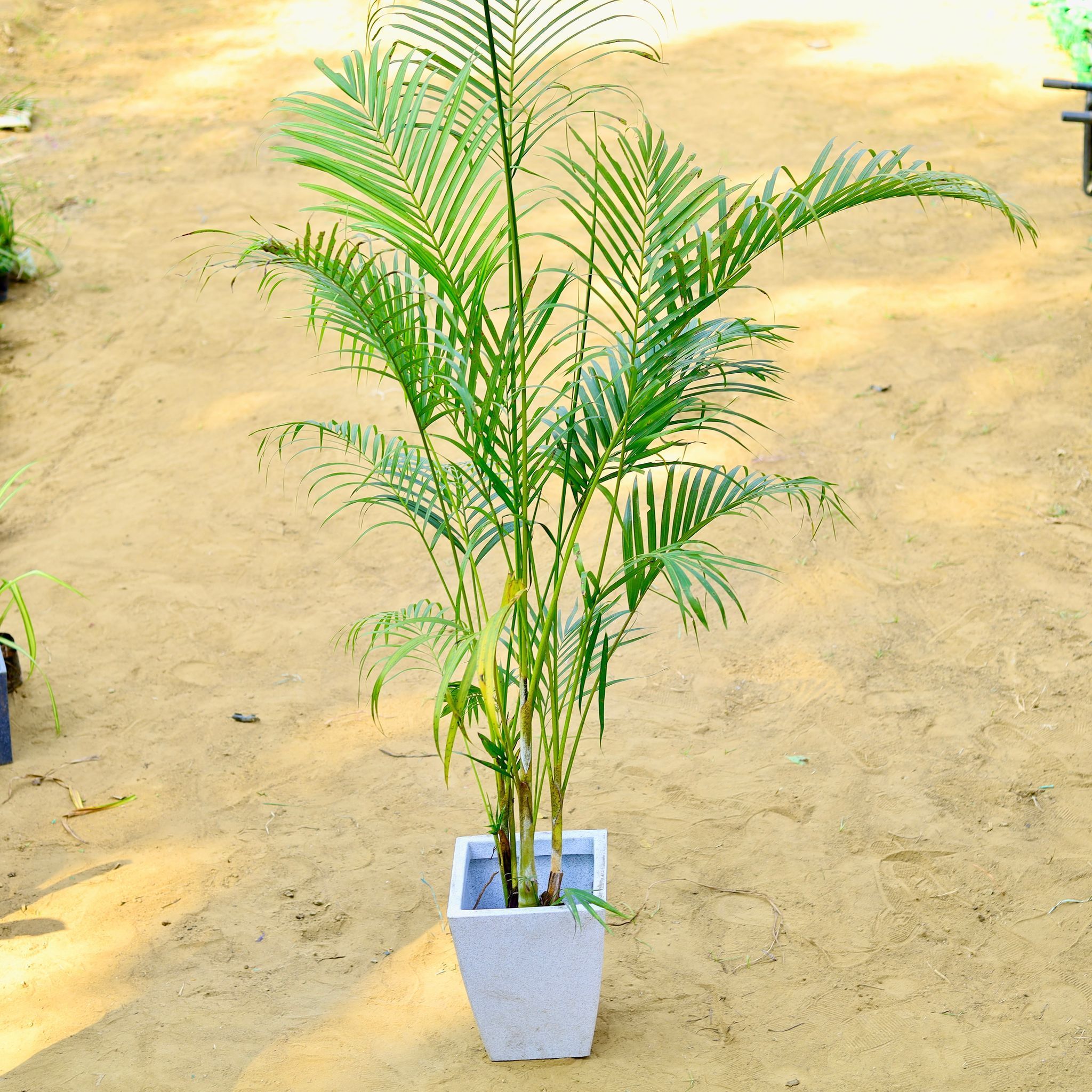 Areca (~ 4 Ft) in 18 X 12 Inch White Premium Blaze Fiberglass Planter