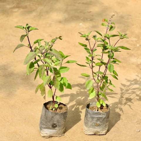 Set of 2 Tulsi Plant in 4 inch Nursery bag