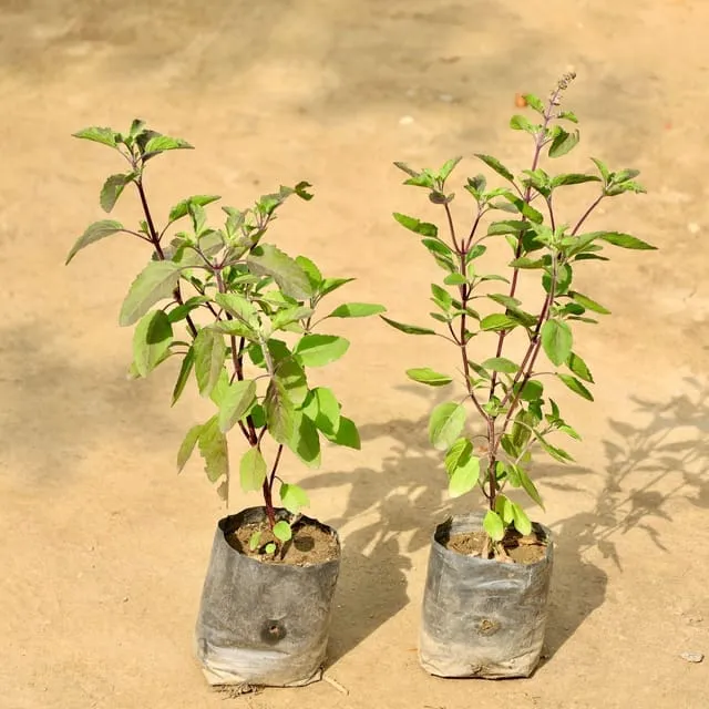 Set of 2 Tulsi Plant in 4 inch Nursery bag