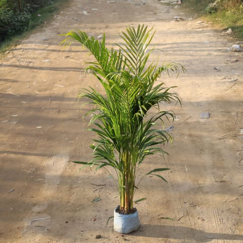 Areca Plam Indoor (4-5 Ft) in 8 Inch Nursery Bag