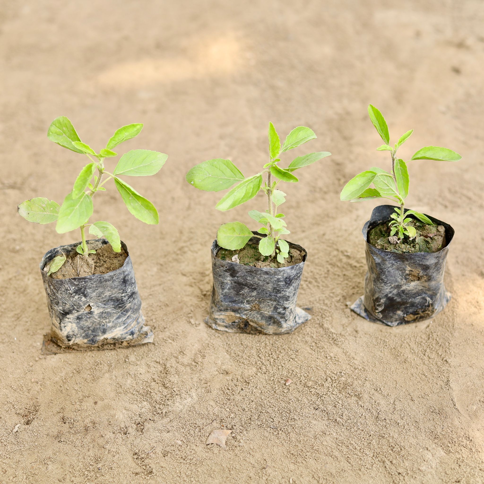 Set of 3 - Rama Tulsi in 3 Inch Nursery bag