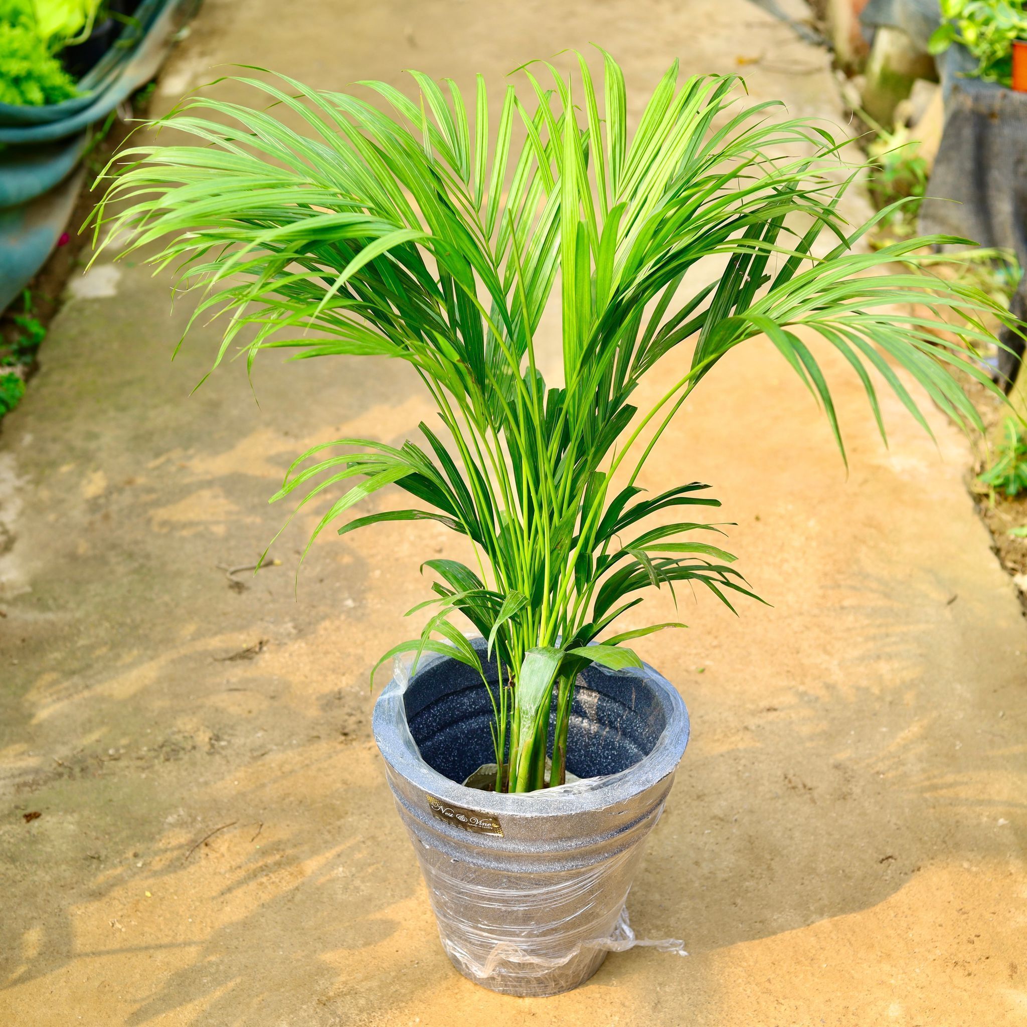 Areca Palm (~ 4 Ft) in 12 X 12 Inch Grey Premium Konus Fiberglass Planter- Durable large size decorative fiber pot for indoor outdoor plants with 5 year warranty