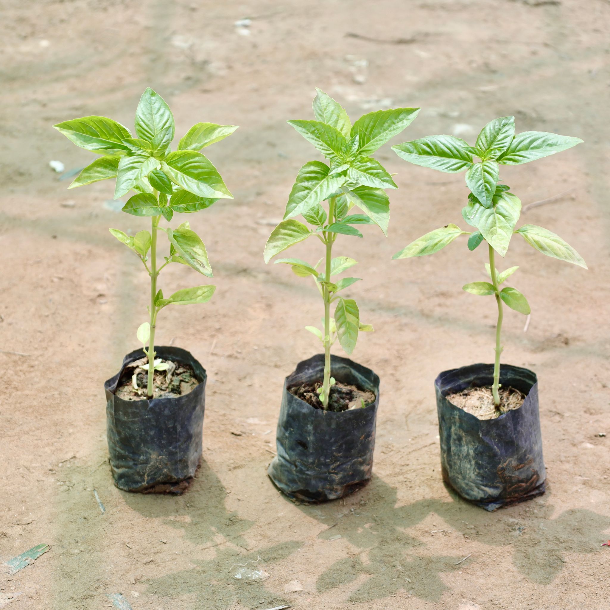 Set of 3 - Tulsi / Basil in 4 Inch Nursery Bag