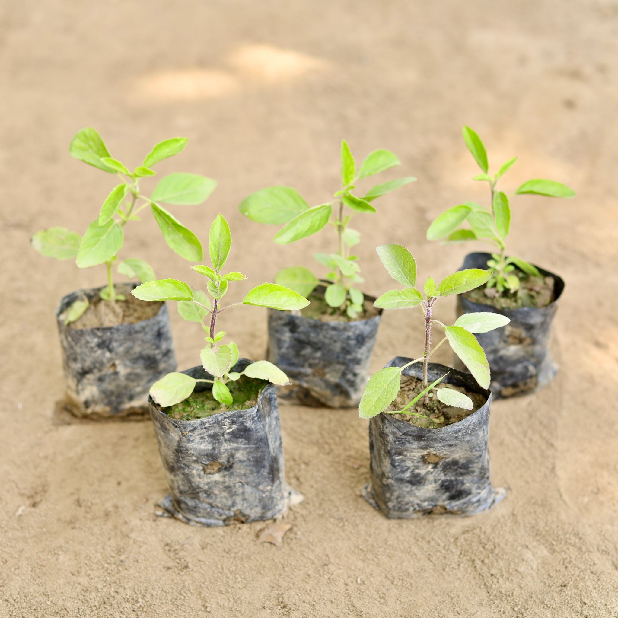 Set of 5 - Rama Tulsi in 3 Inch Nursery bag