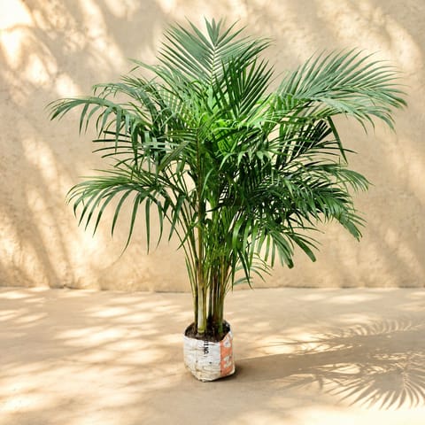 Air Purifying: Areca Palm (~ 4 Ft) in 8 Inch Nursery Bag