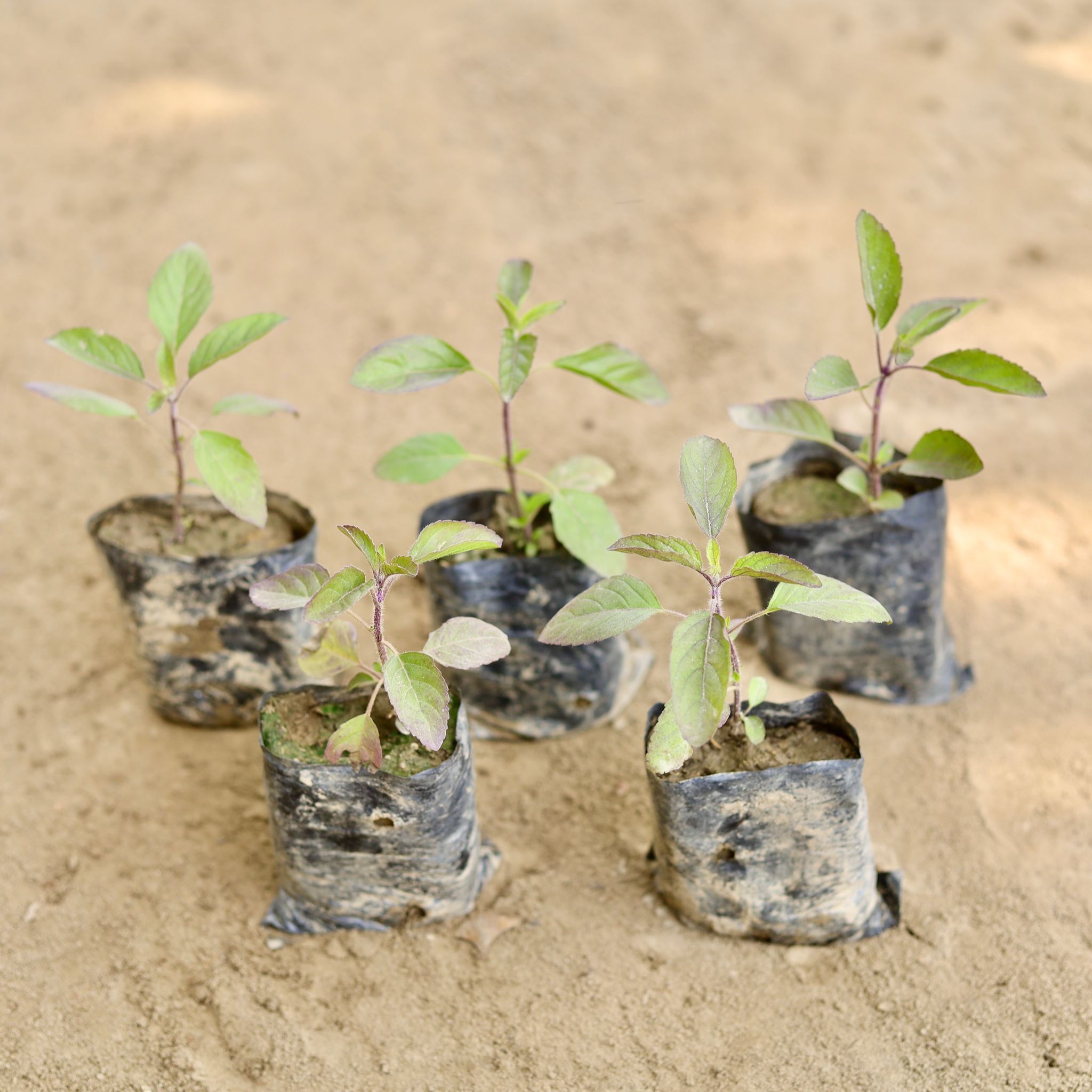 Set of 5 - Shyama Tulsi in 3 Inch Nursery bag