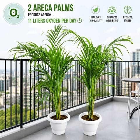 Indoor Plants Set of 2 - Areca Palm  (3-3.5 Ft) in 10 Inch Classy White Plastic Pot | Instant Green Decor