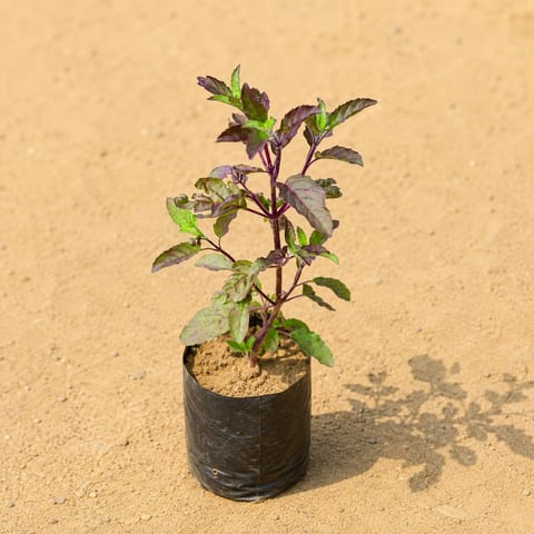 Shyama Tulsi in 3 Inch Nursery Bag
