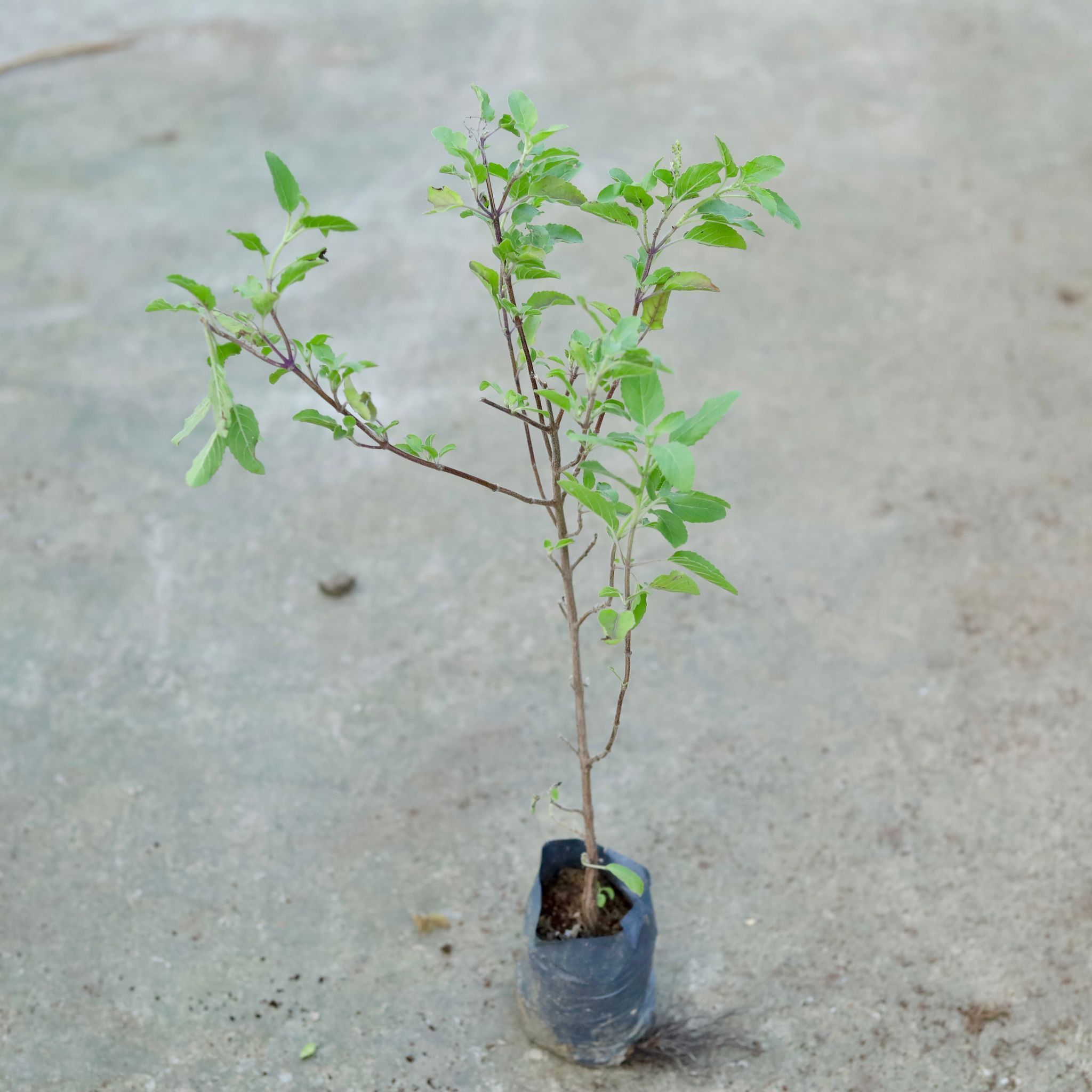 Shyama Tulsi in 3 Inch Nursery bag