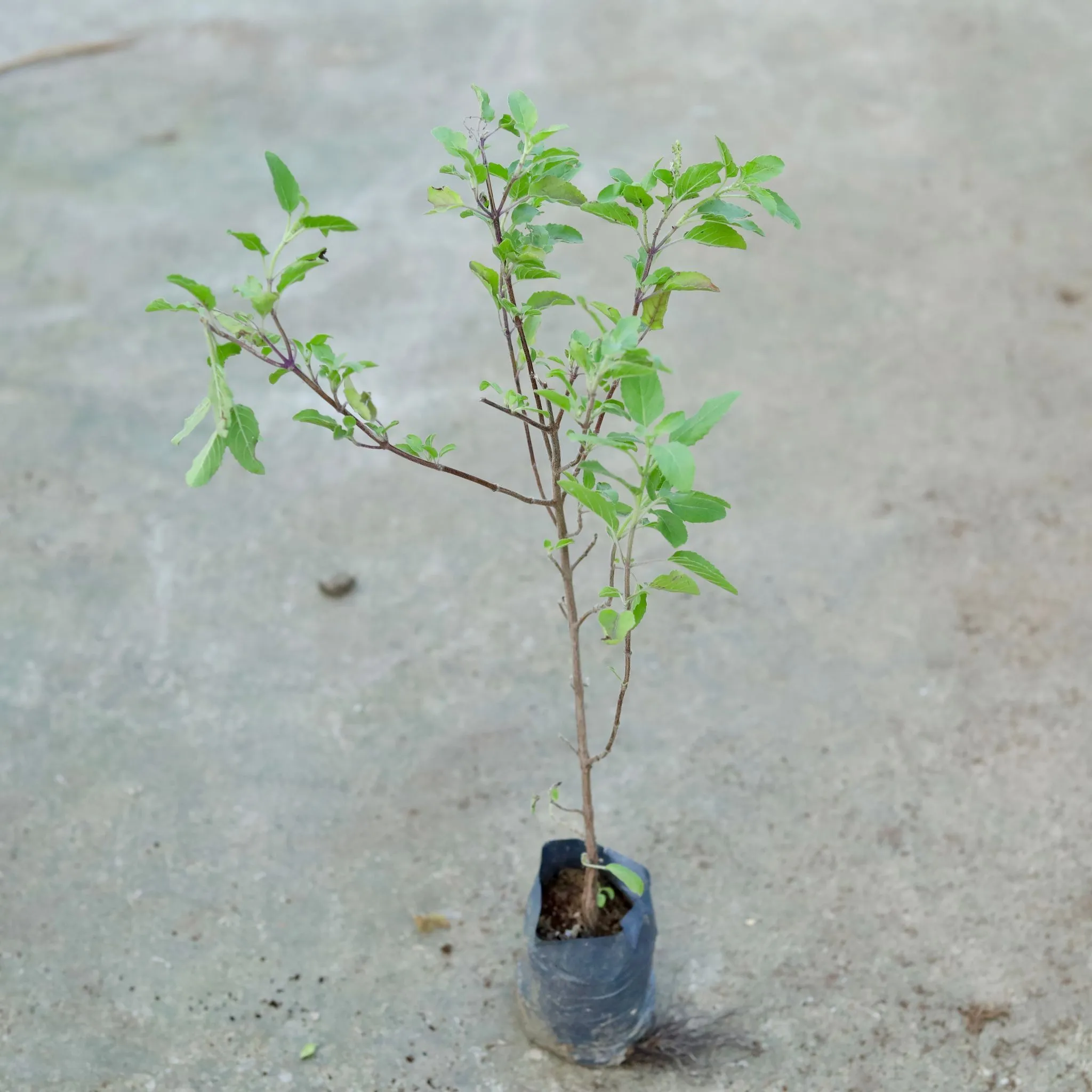 Shyama Tulsi in 3 Inch Nursery bag