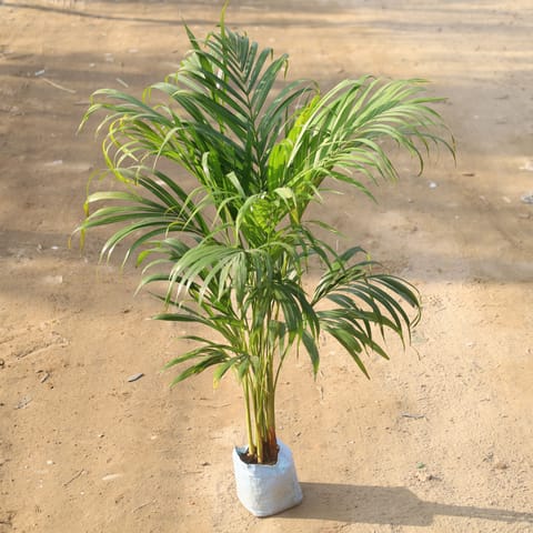Air Purifier Areca Palm indoor in 6 Inch Nursery Bag