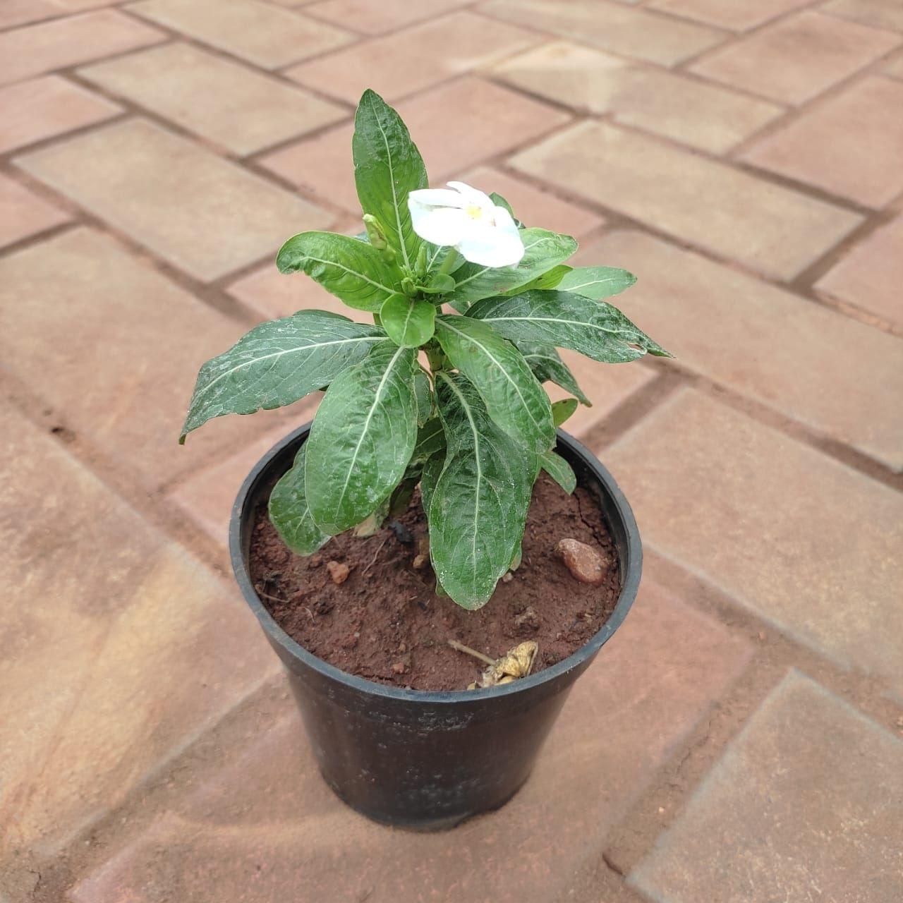 Vinca / Periwinkle / Sadabahar White in 4 Inch Nursery Pot