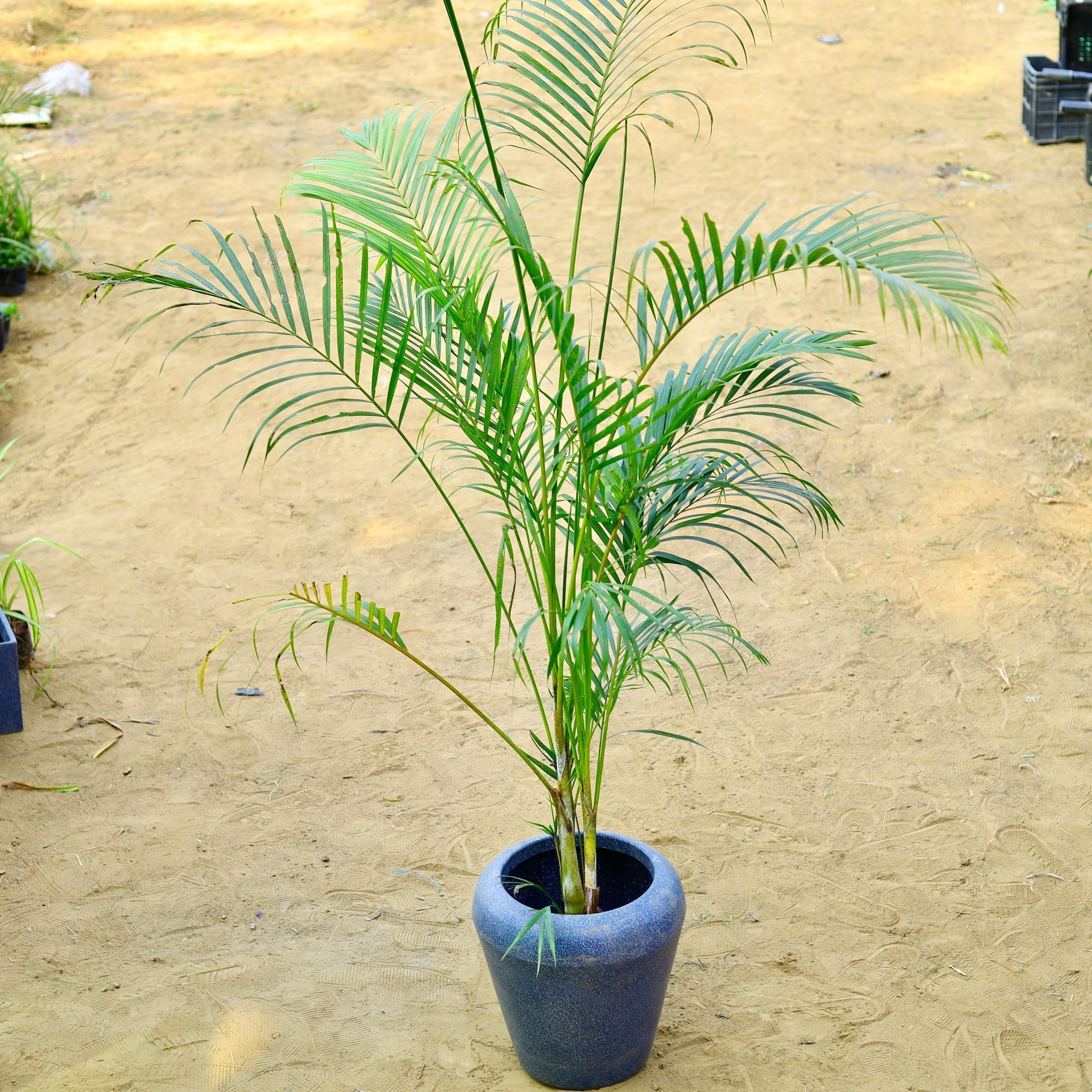 Areca (~ 4 Ft) in 13 X 14 Inch Grey Premium Milo Fiberglass Planter