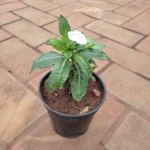 Vinca / Periwinkle / Sadabahar White in 4 Inch Nursery Pot