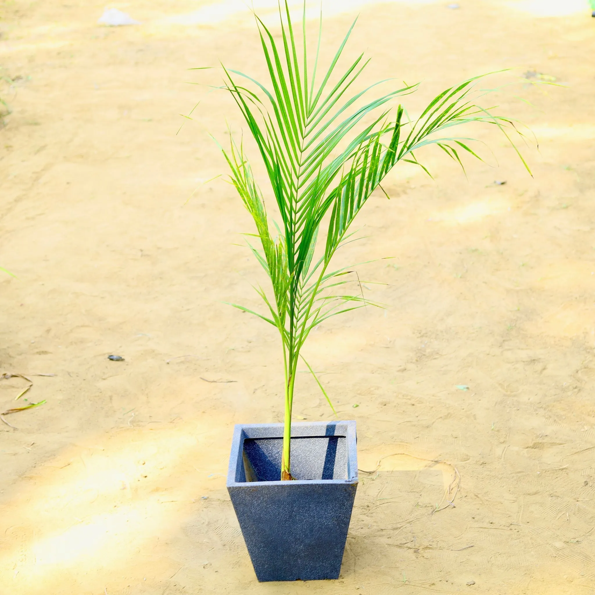 Areca (~ 2.5 Ft) in 18 X 12 Inch Grey Premium Blaze Fiberglass Planter