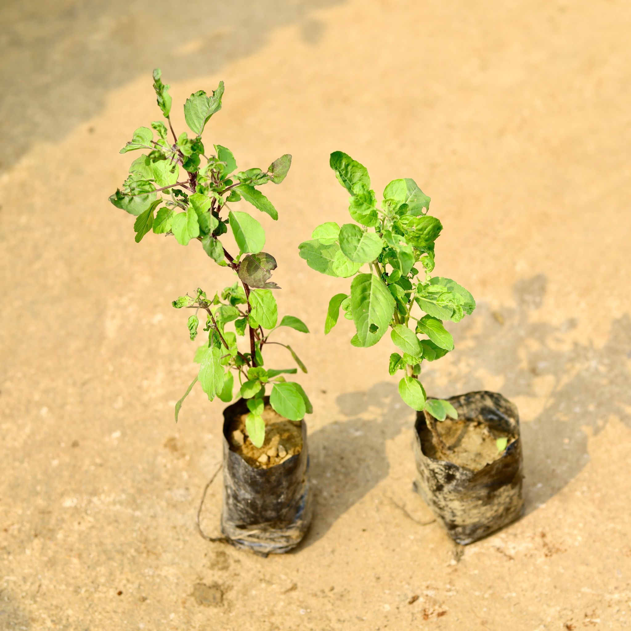Set of 2 - Tulsi (Rama & Shyama) in 4 Inch Nursery Bag