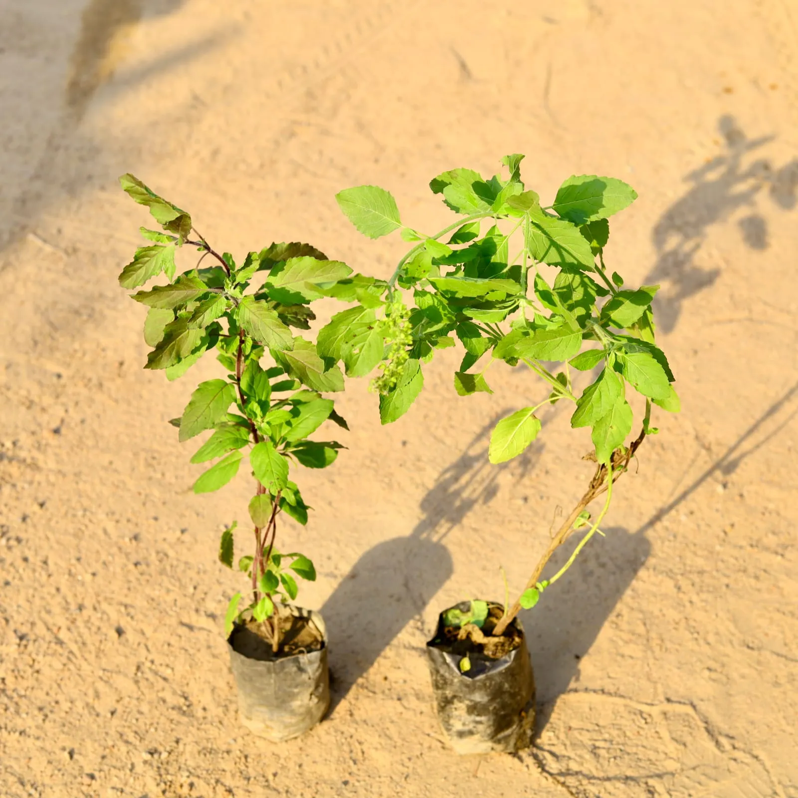 Set of 2 - Tulsi (Rama & Shyama) in 4 Inch Nursery Bag