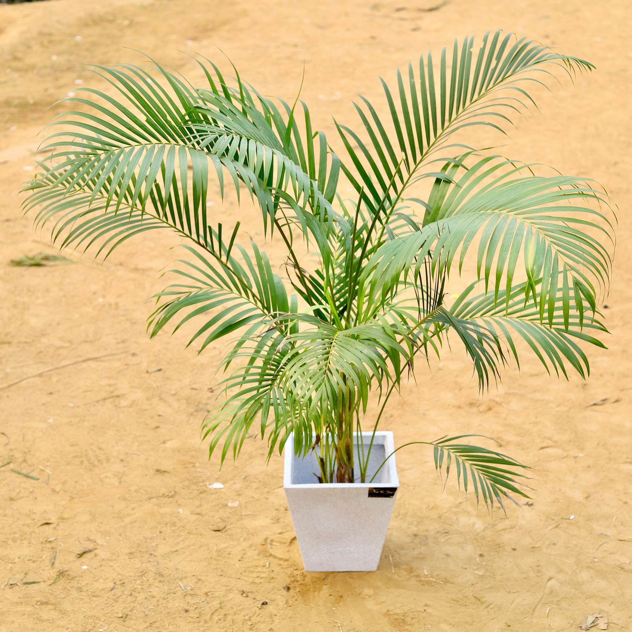 Areca Palm (~ 3.5 Ft) Bushy in 12 X 10 Inch White Premium Blaze Fiberglass Planter - Durable large size decoratiive fiber pot for indoor outdoor plants with 10 year warranty