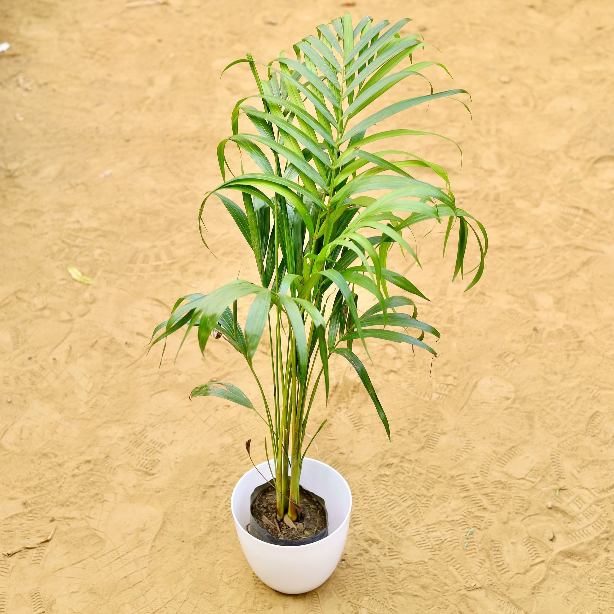 Areca Palm (~ 3.5 Ft) in 8 Inch White Premium Orchid Round Plastic Pot